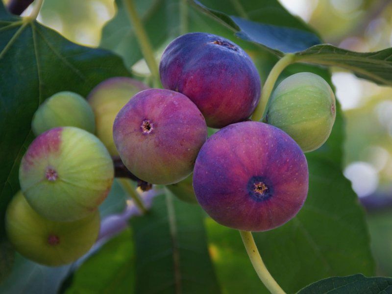 Storage of fresh produce